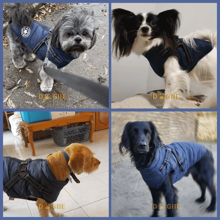 70% OFF TODAY Waterproof Winter Jacket with Built-in Harness