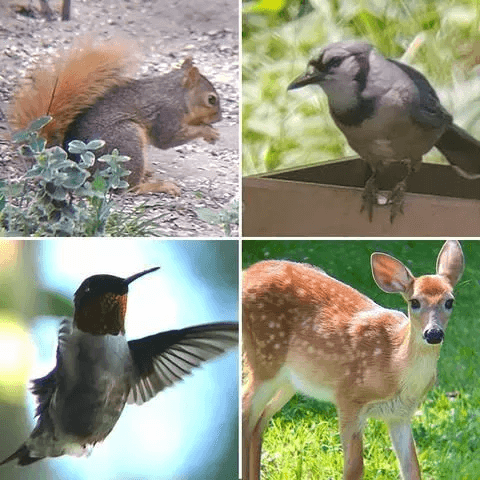 Hot Sale- Arctic P9 Super Telescope