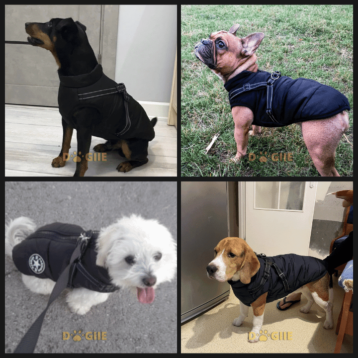70% OFF TODAY Waterproof Winter Jacket with Built-in Harness