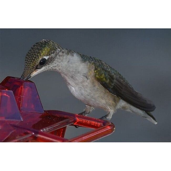 (Last Day Promotion-SAVE 50% OFF) Hummingbird Feeder With Perch And Built-in Ant Moat