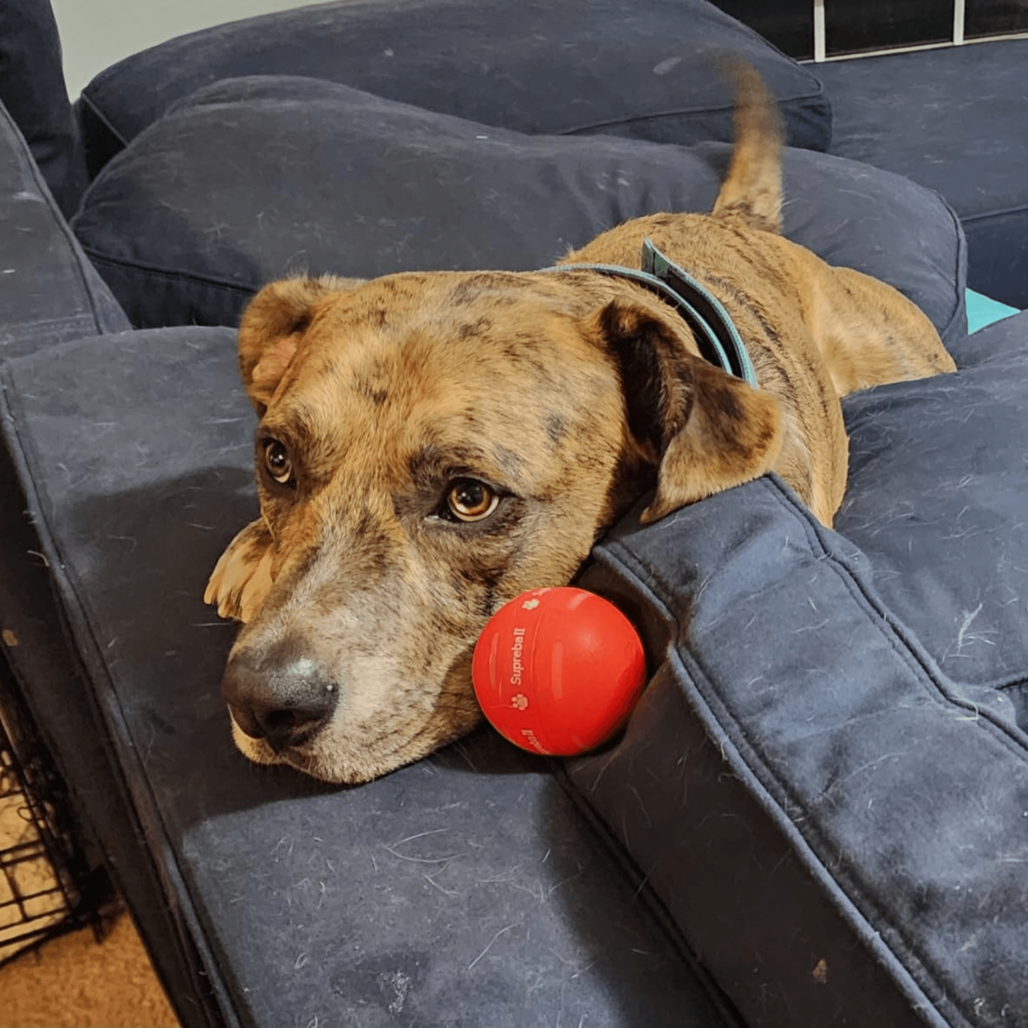 Christmas Flash Sale-50% OFF-Chewie Viral Bouncing Ball