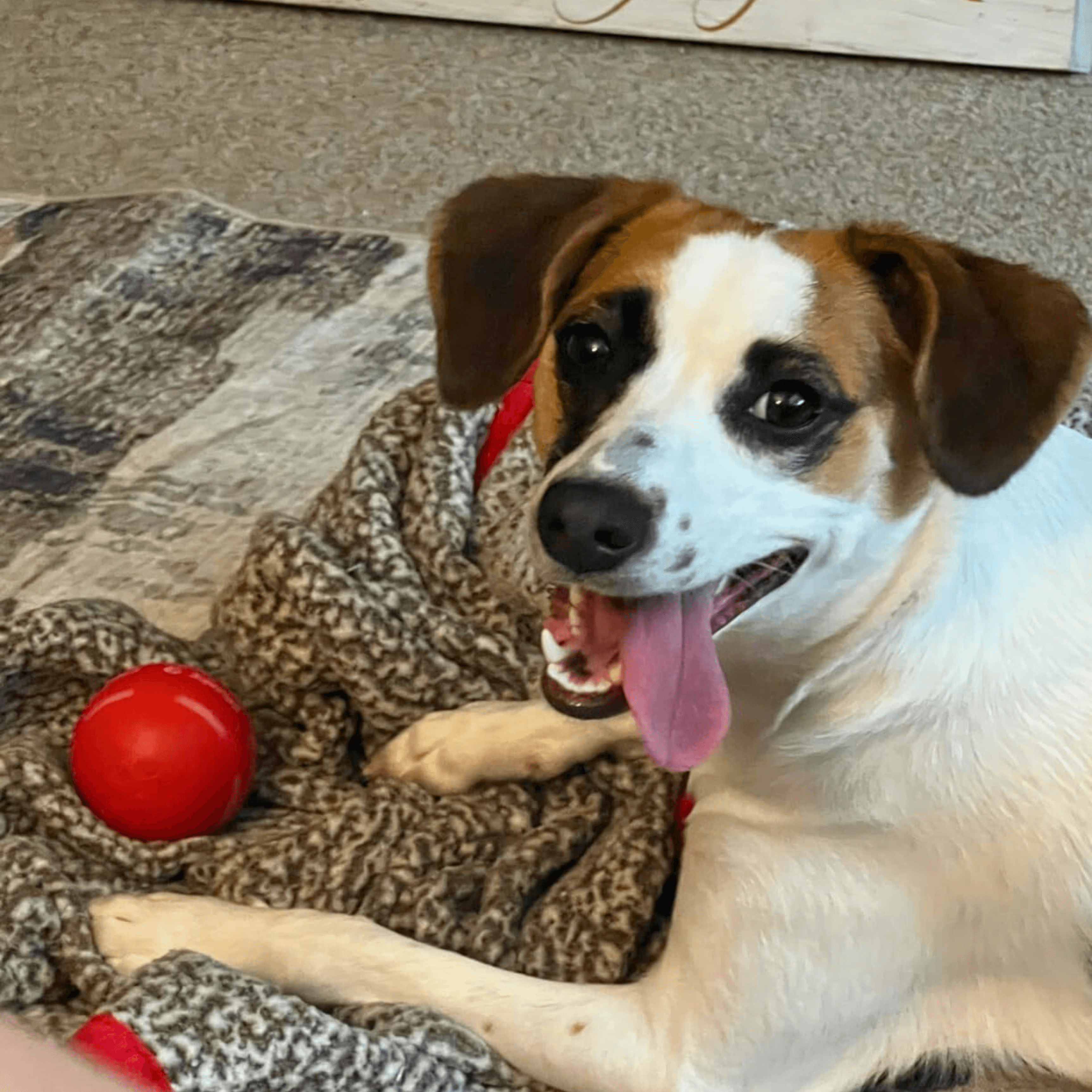 Christmas Flash Sale-50% OFF-Chewie Viral Bouncing Ball