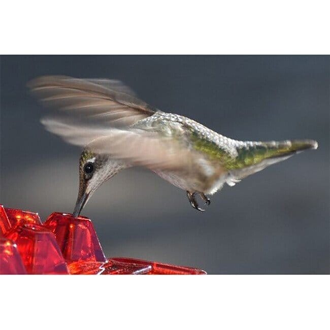 (Last Day Promotion-SAVE 50% OFF) Hummingbird Feeder With Perch And Built-in Ant Moat